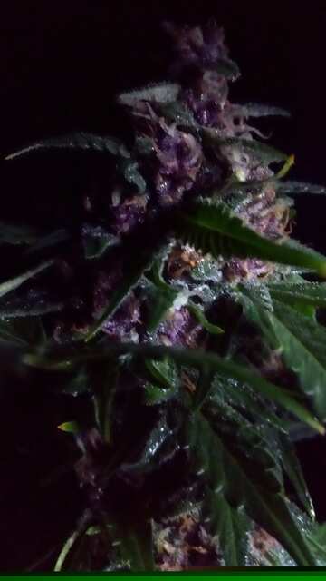 Avto Purpul Hap