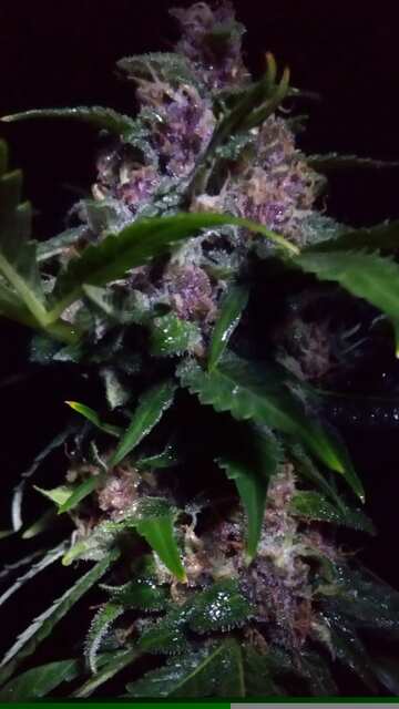 Avto Purpul Hap