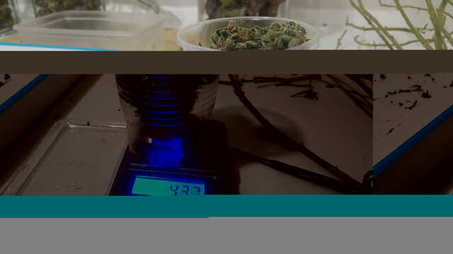 Skunk_vzveshivanie.jpg