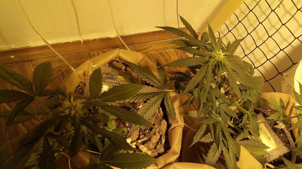 06,06 BigBud.jpg