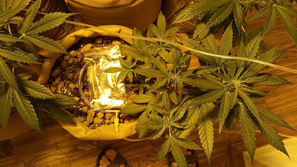 05,06 super skunk.jpg