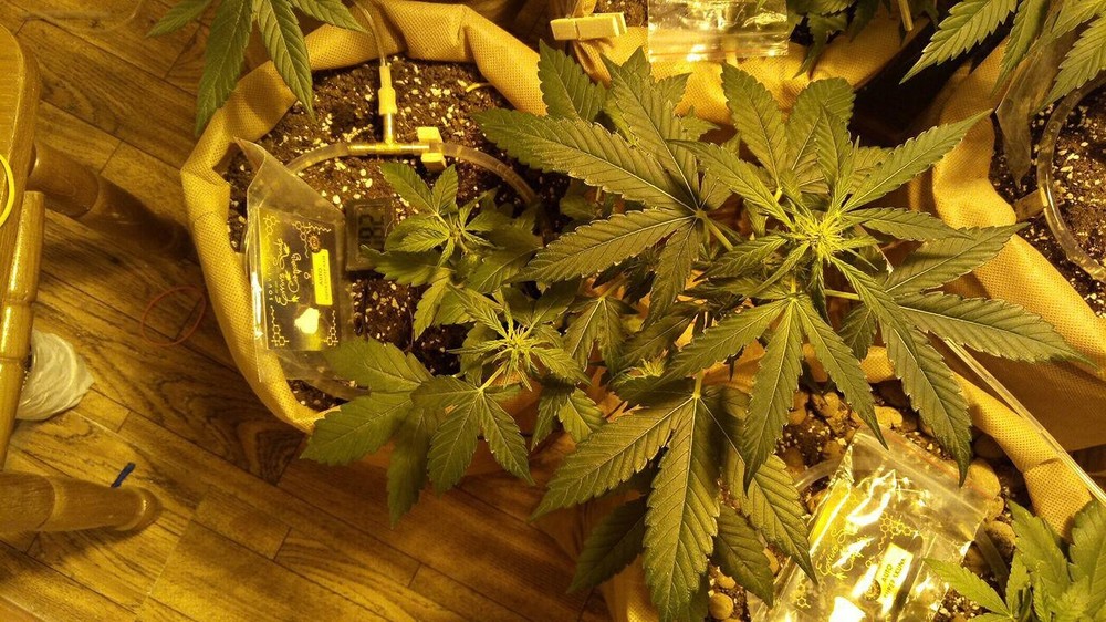 05,06 super silver haze.jpg