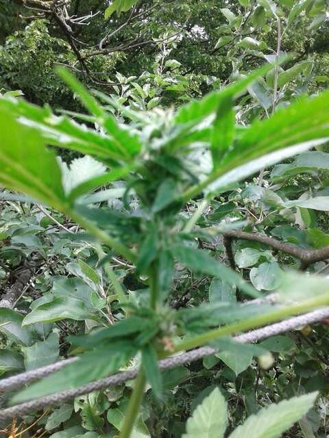 auto mix reg. errors seeds 52 days
