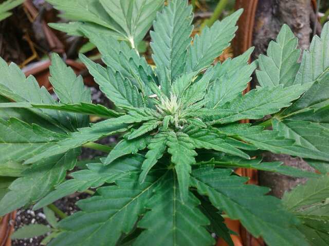 auto mix reg. errors seeds 52 days