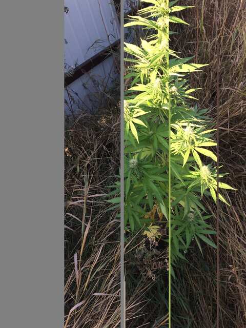 Early skunk