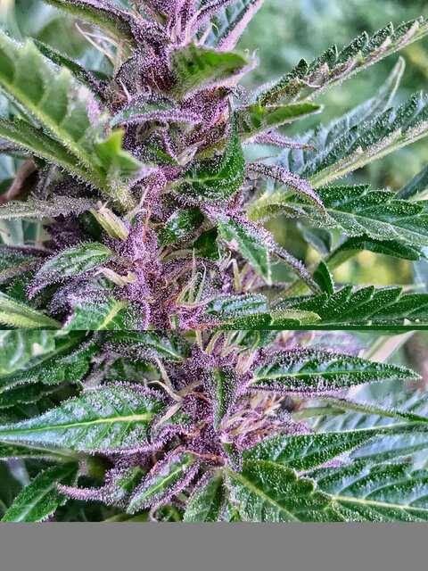 Auto Candy от Divine Seeds
