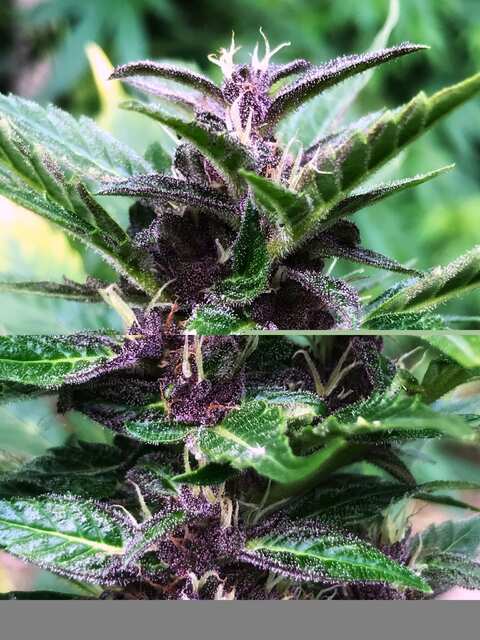Auto Candy