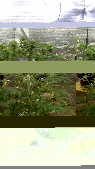 KILLER KUSH.