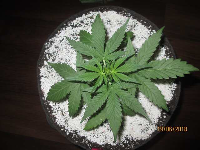 Girl Scout Cookies