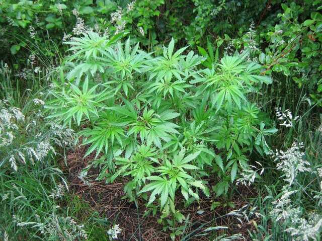 user19251_pic1090468_1371388060.jpg