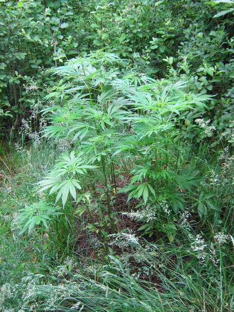 user19251_pic1094191_1371980702.jpg