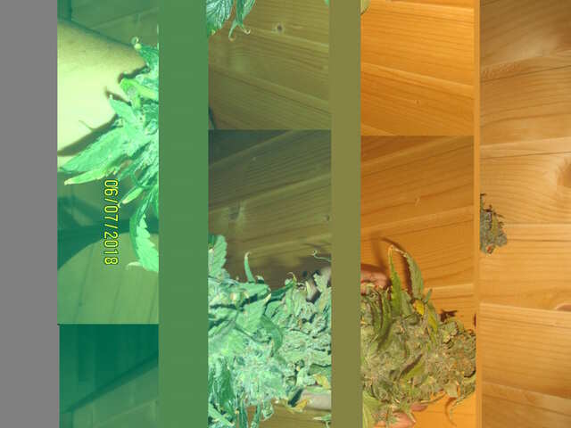 Early Kush ...ХВ