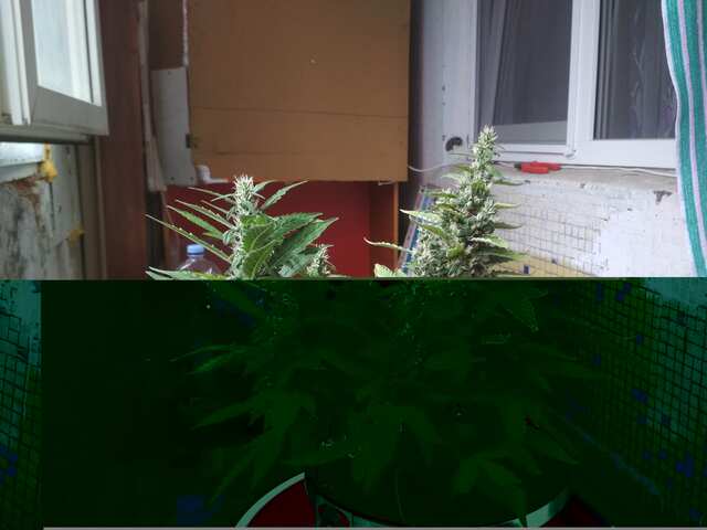 IMG_20180701_115956_BURST7.jpg