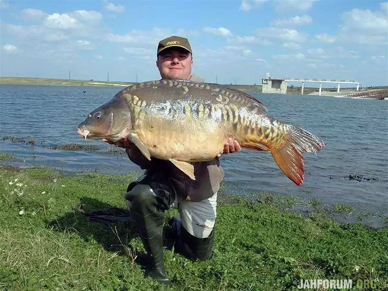 Зеркальный сазан. Рыба Карп зеркальный. Карп чешуйчатый и зеркальный. Ангелинский зеркальный Карп.