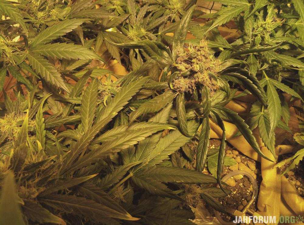 57 big bud.jpg