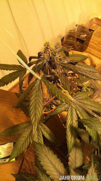 42 big bud передоз азота.jpg
