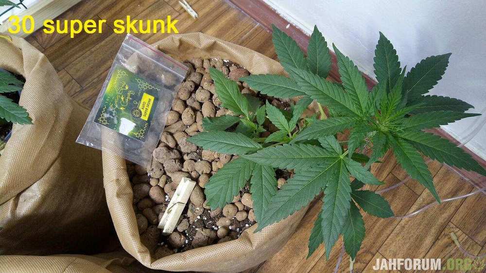 17835522_30superskunk.thumb.jpg.e248626790ce3c51834bcc072afb88af.jpg