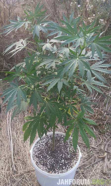 Паки читраль куш~01.jpeg