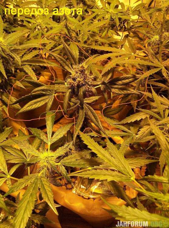 49 big bud переизбыток азота.jpg