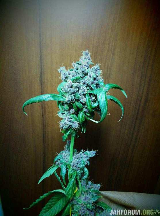 68 big bud.jpg