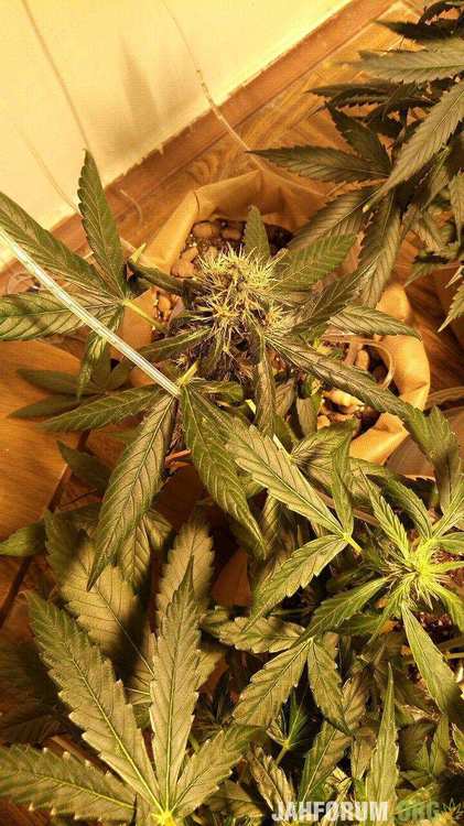 45 big bud.jpg