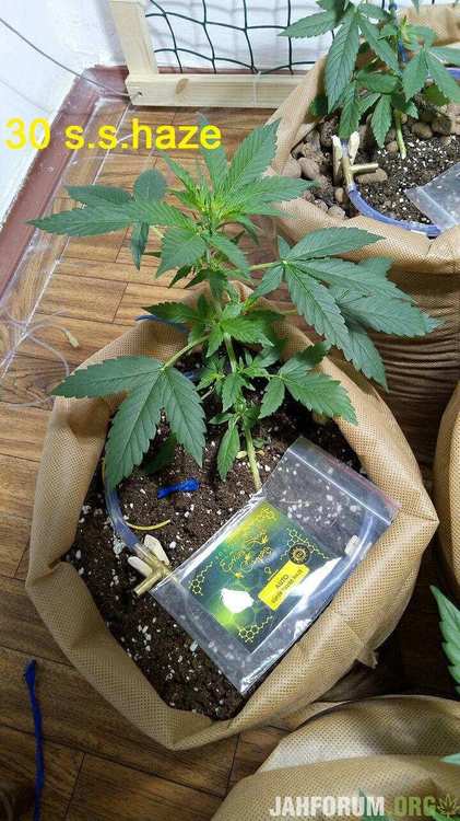 796730738_30supersilverhaze.thumb.jpg.514c1b17106c5bde1371512c62343987.jpg
