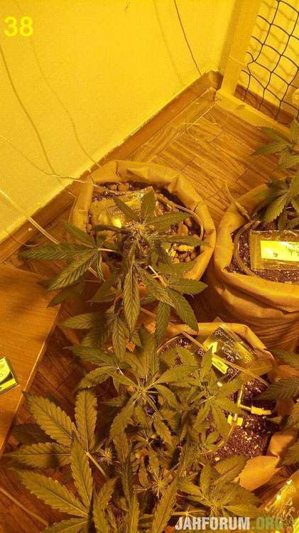 38 big bud.jpg