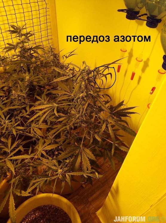 49 blueberry переизбыток азота.jpg