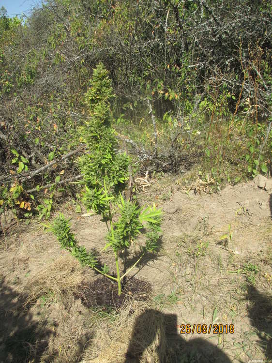 IMG_1754.thumb.JPG.9accb2ed1ae8a60e0dd9155f6a5c659b.JPG