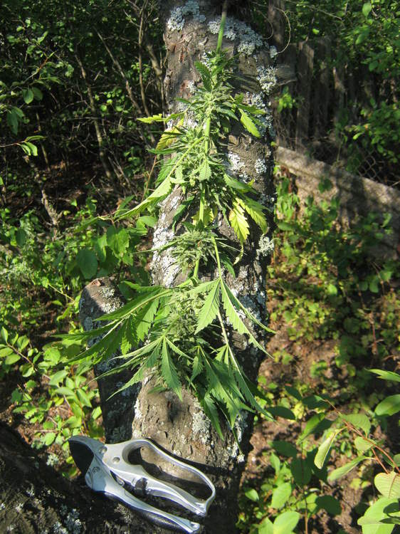 IMG_3155.JPG