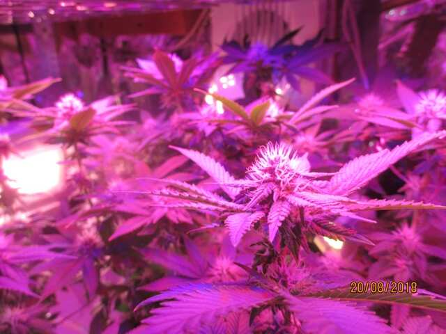 Tutankhaмon (Pyramid Seeds)...первые кудри
