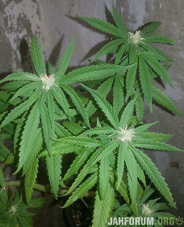 Кандагар 2.jpeg