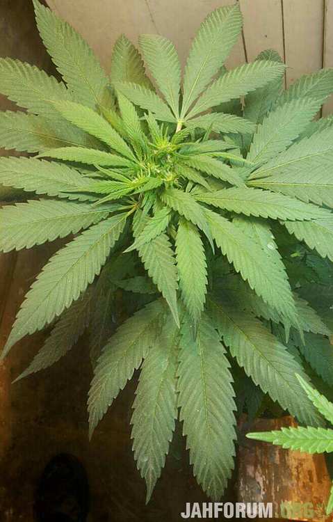 HK x K clone~01.jpeg