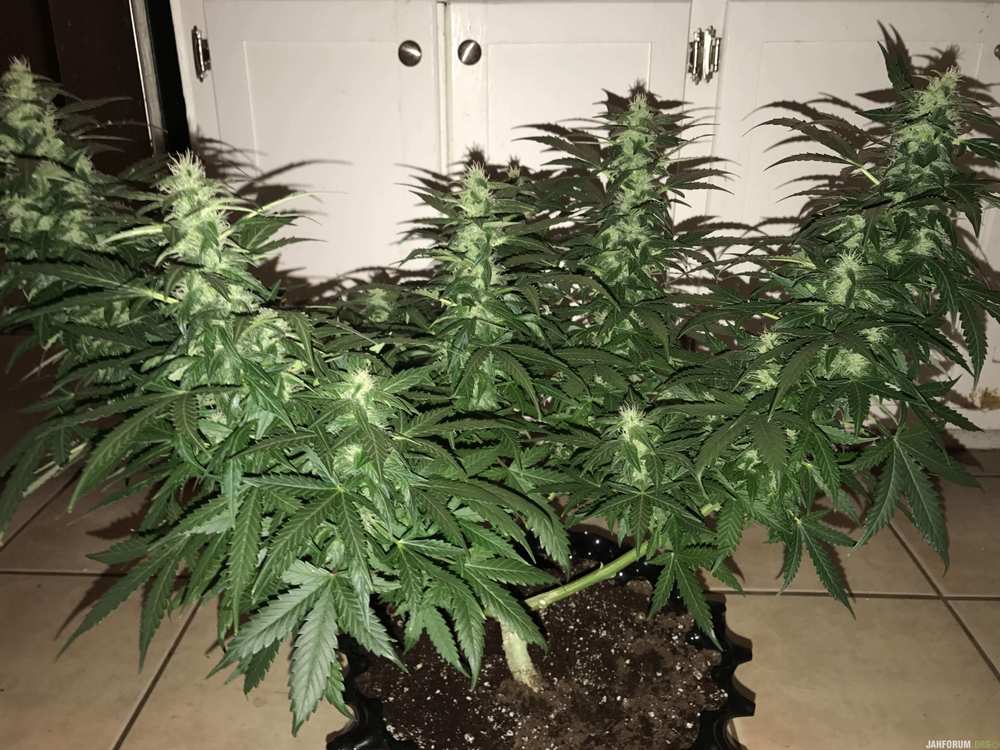 34851_lowryder-af-first-soil-grow_visionseeds_lowryder-auto.thumb.jpg.2676b5062eb86ebc0ab4d7bf6b07f8e6.jpg