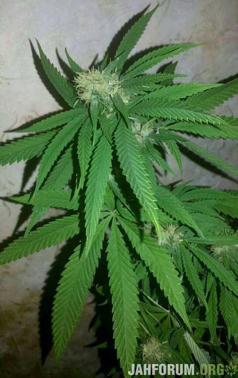 Кандагар 2.jpeg