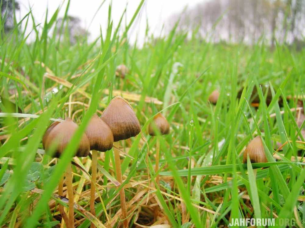 Psilocybe-semilanceata-005.jpg