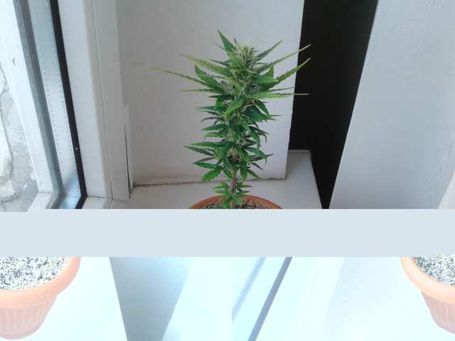 Pineapple Express+АК47 auto