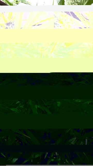 frisian dew, dutch passion