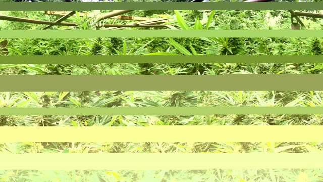 frisian dew, dutch passion