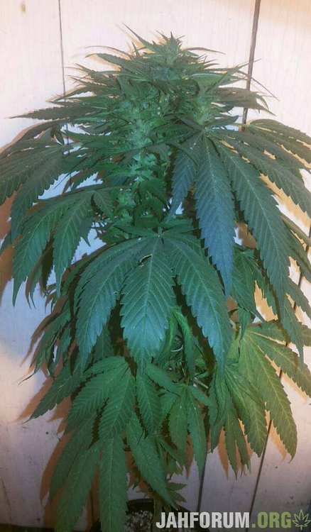 1L Afghan hybrid clone.jpeg