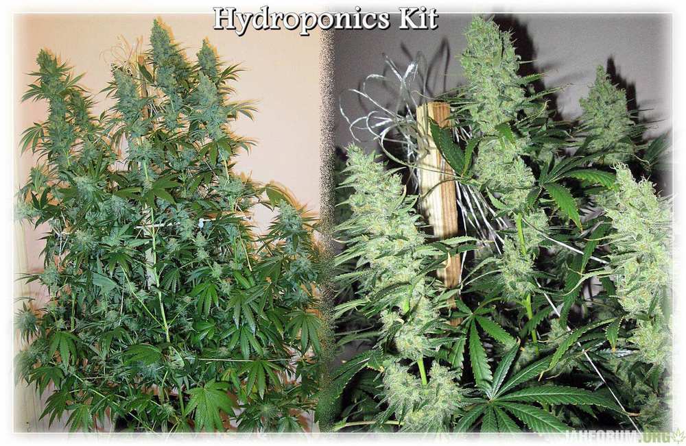 Hydroponics Kit.JPG