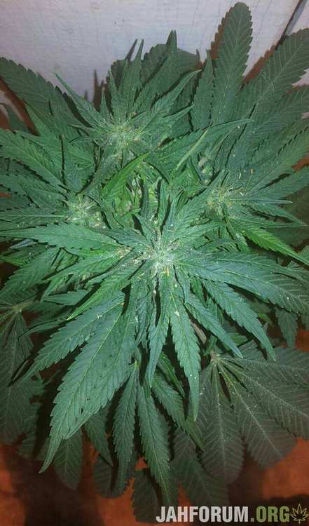 Kush x Kandahar clone.jpeg