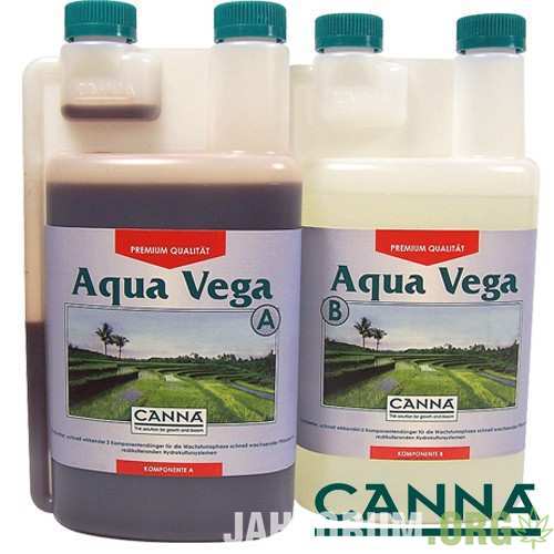 Canna_aqua_vega_1-500x500.jpg.5978bd7e6c4bf1d68c01fdc86e7d296e.jpg