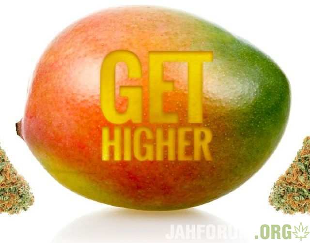 mango-and-marijuana.jpg.ba7dc57675600f0eadeba0947abef113.jpg