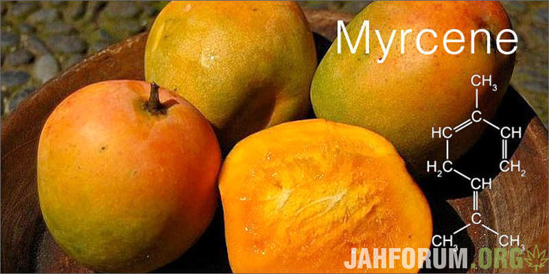 mango-myrcene.jpg.9deb5add01ec99015a5fb6f4eed13bce.jpg