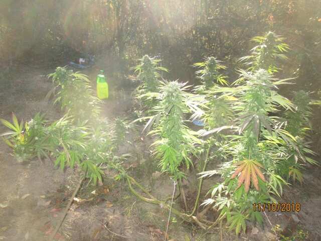 ...MONTAIN KUSH x KANDAGAR