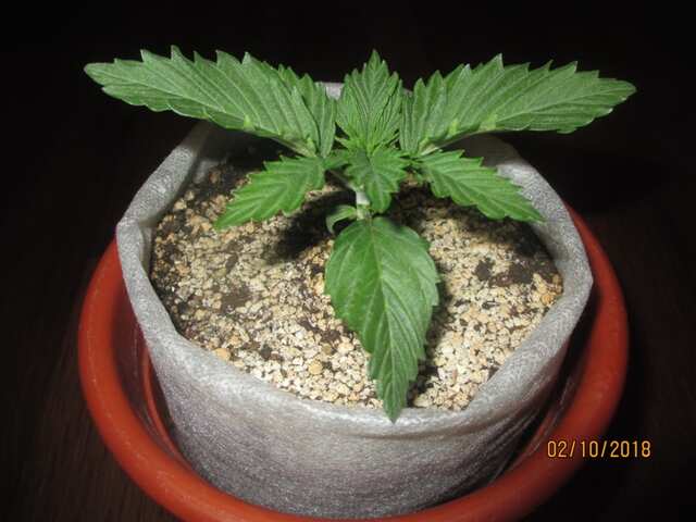 ...Grizzly Purple Kush...первый день веги!!!