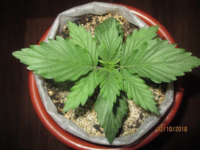 Grizzly Purple Kush (BlimBurnSeeds)