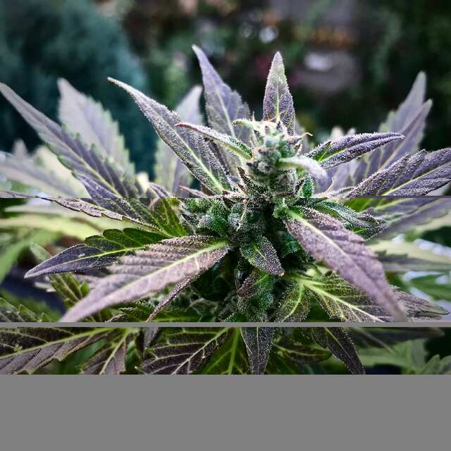 Auto Blueberry fem -Superseeds