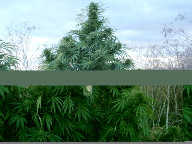 og kush